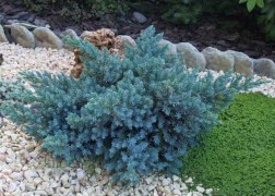 Juniperus squamata Blue Star / Kék törpe boróka